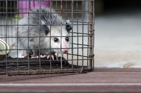 Albany Wildlife Removal