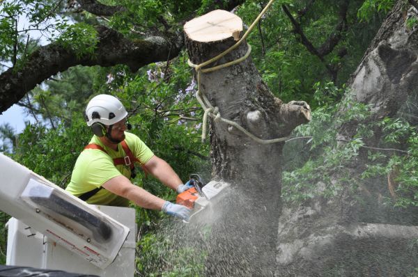 Albany Tree Trimming