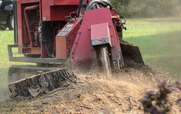 Albany Tree Removal