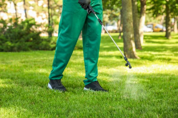 Albany Lawn Treatment